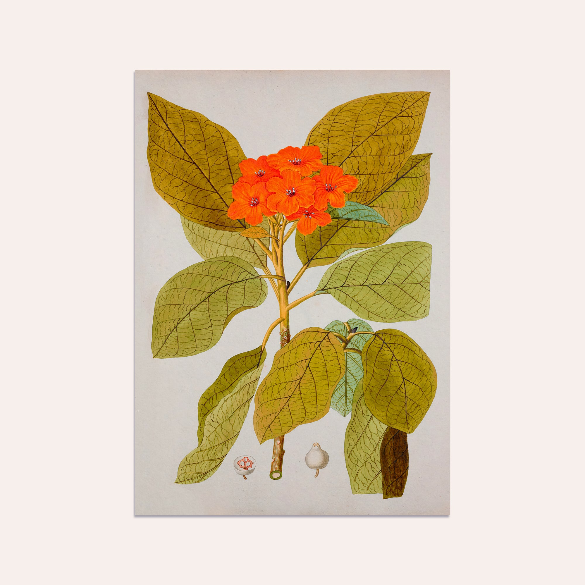 Nature 1